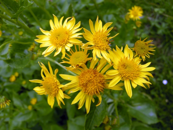 Jacobea alpina (= Senecio alpinus)